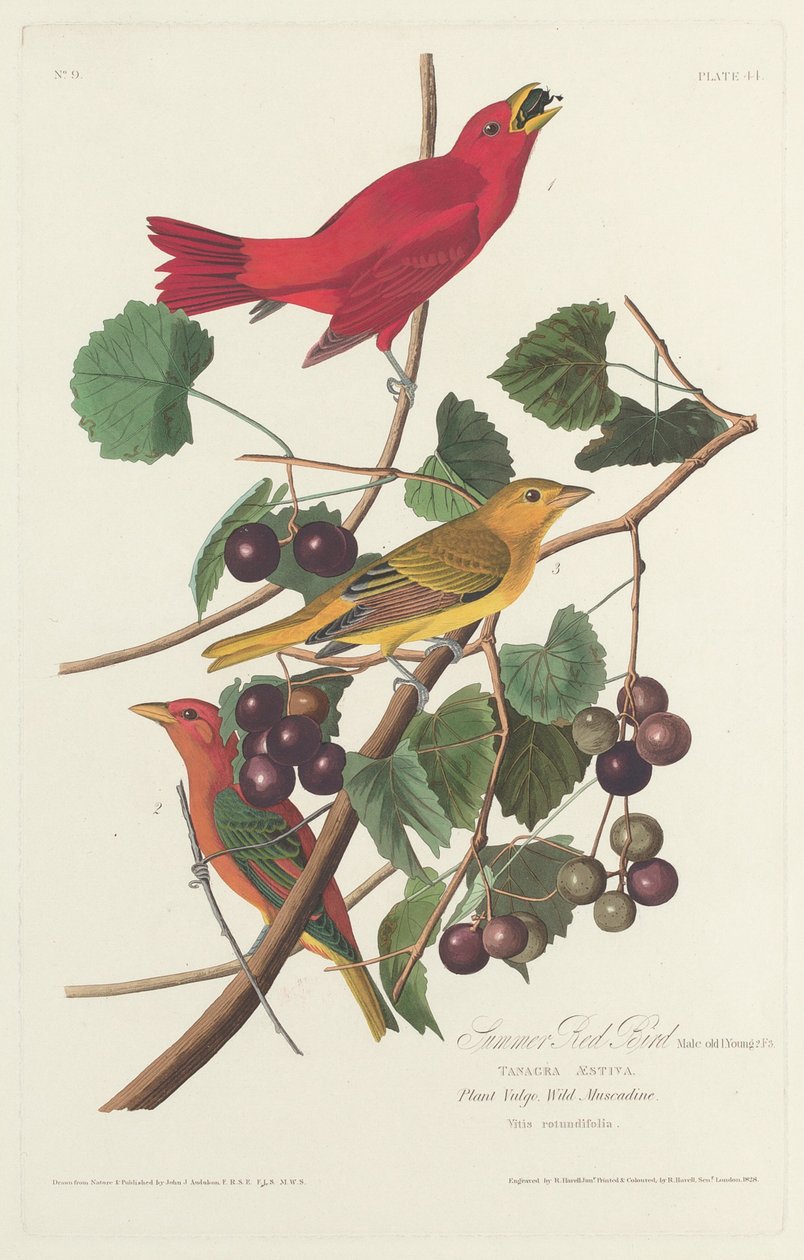 Letni Czerwony Ptak, 1828. autorstwa Robert Havell