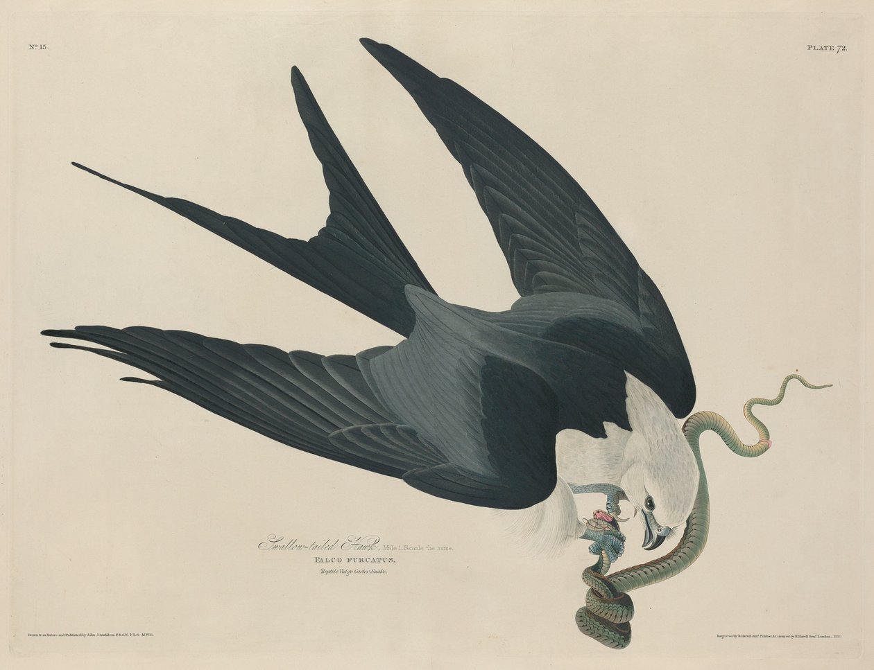Jastrząb jaskółczy ogon, 1829. autorstwa Robert Havell