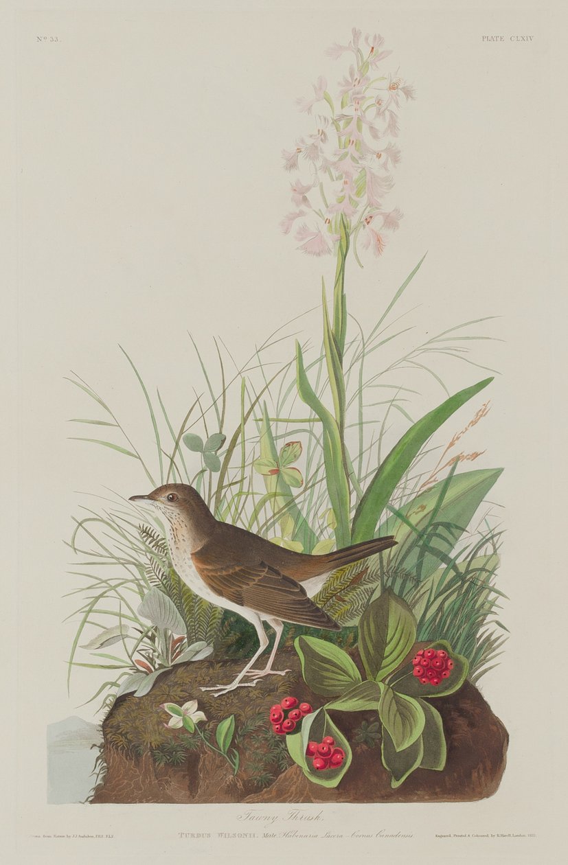 Drozd płowy, 1833. autorstwa Robert Havell