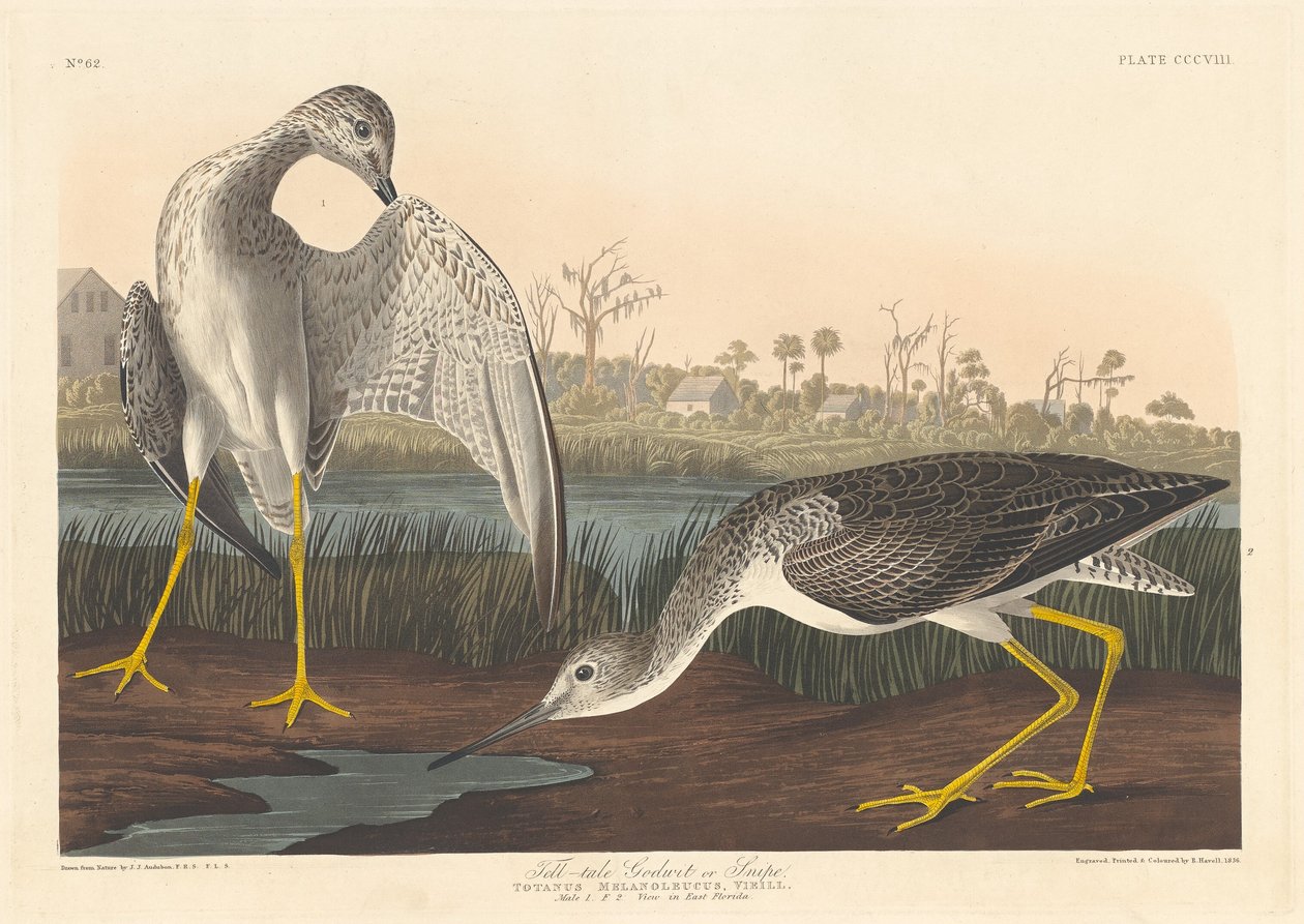 Telltale Godwit, 1836. autorstwa Robert Havell