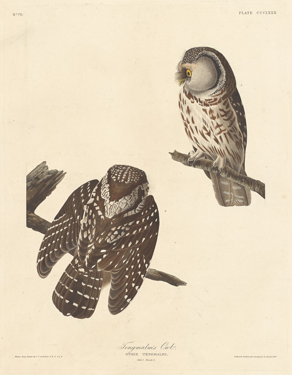 Sowa włochatka, 1837. autorstwa Robert Havell