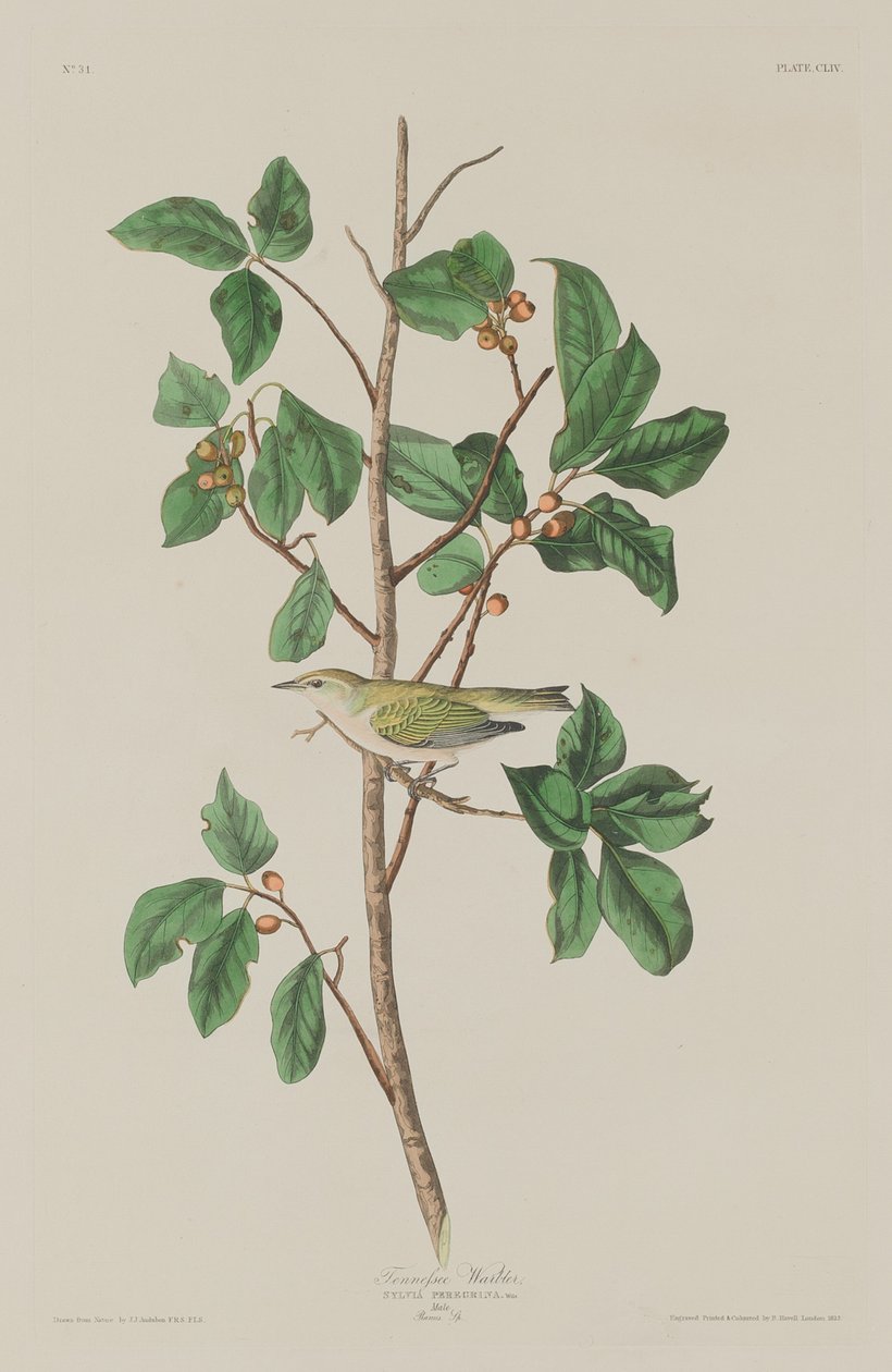 Tennessee Warbler, 1832. autorstwa Robert Havell