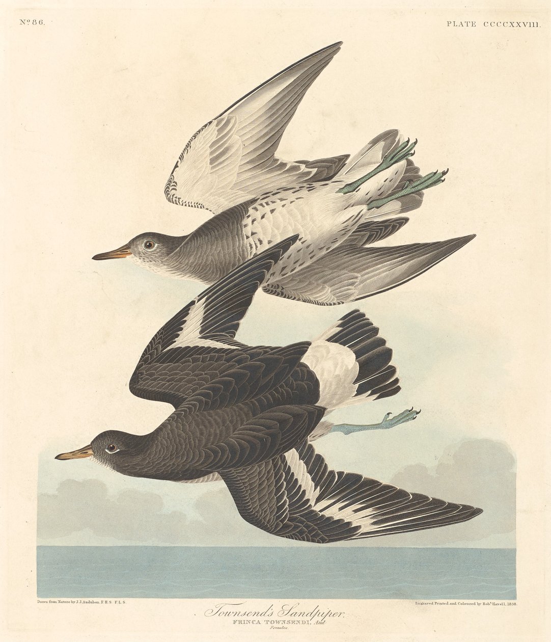 Sandpiper Townsenda, 1838. autorstwa Robert Havell