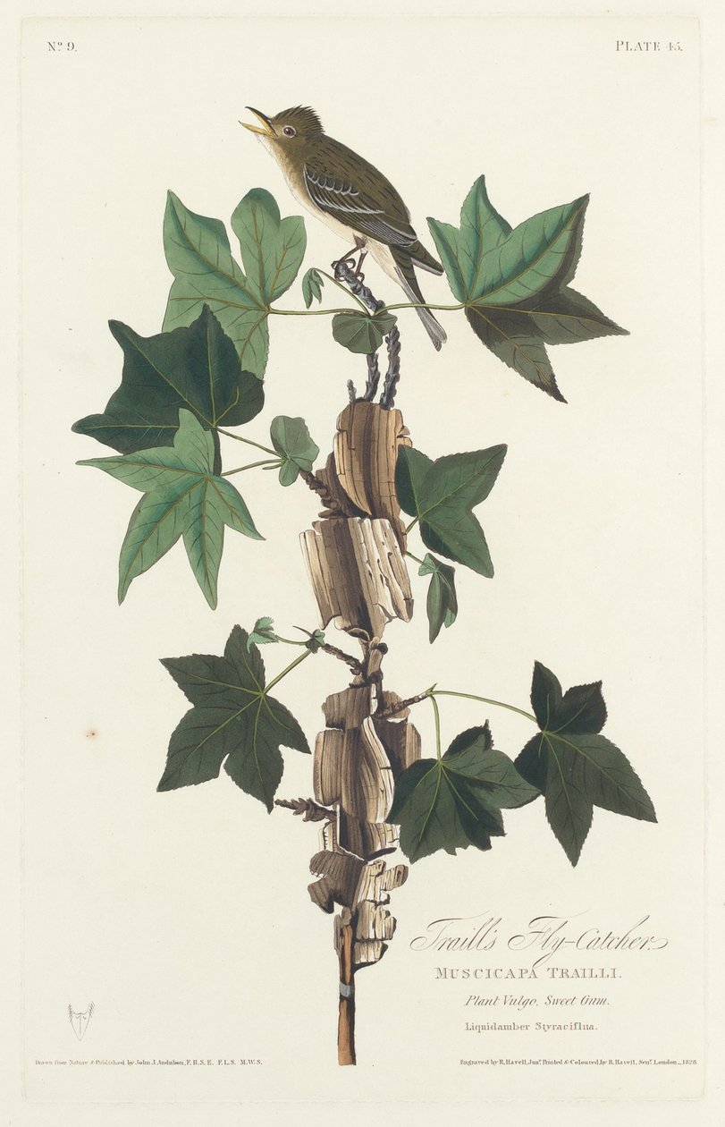 Flycatcher Trailla, 1828. autorstwa Robert Havell