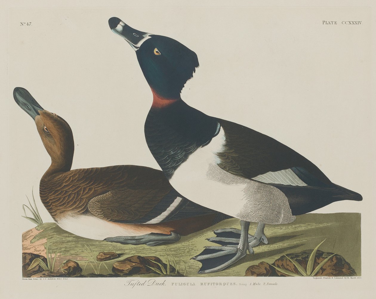 Czernica, 1834. autorstwa Robert Havell