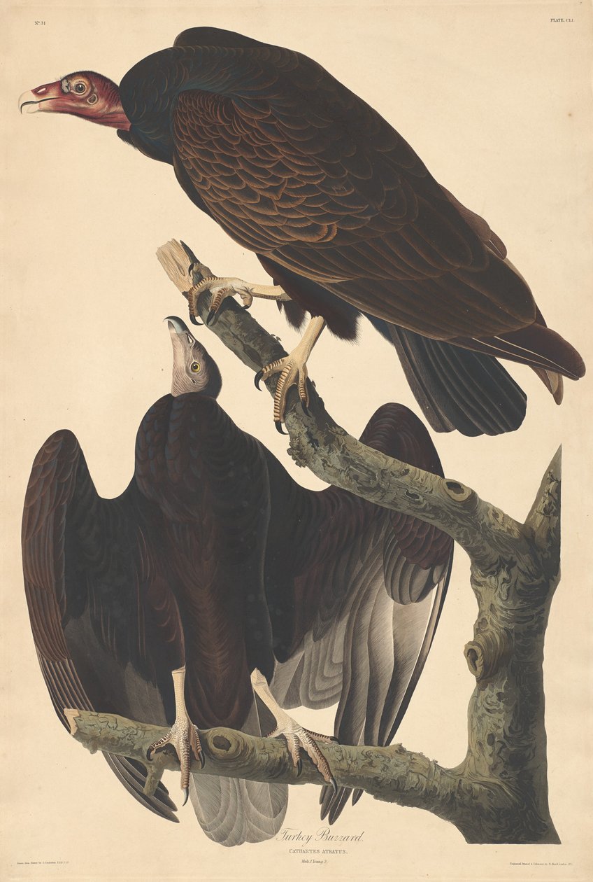 Myszołów indyk, 1832. autorstwa Robert Havell