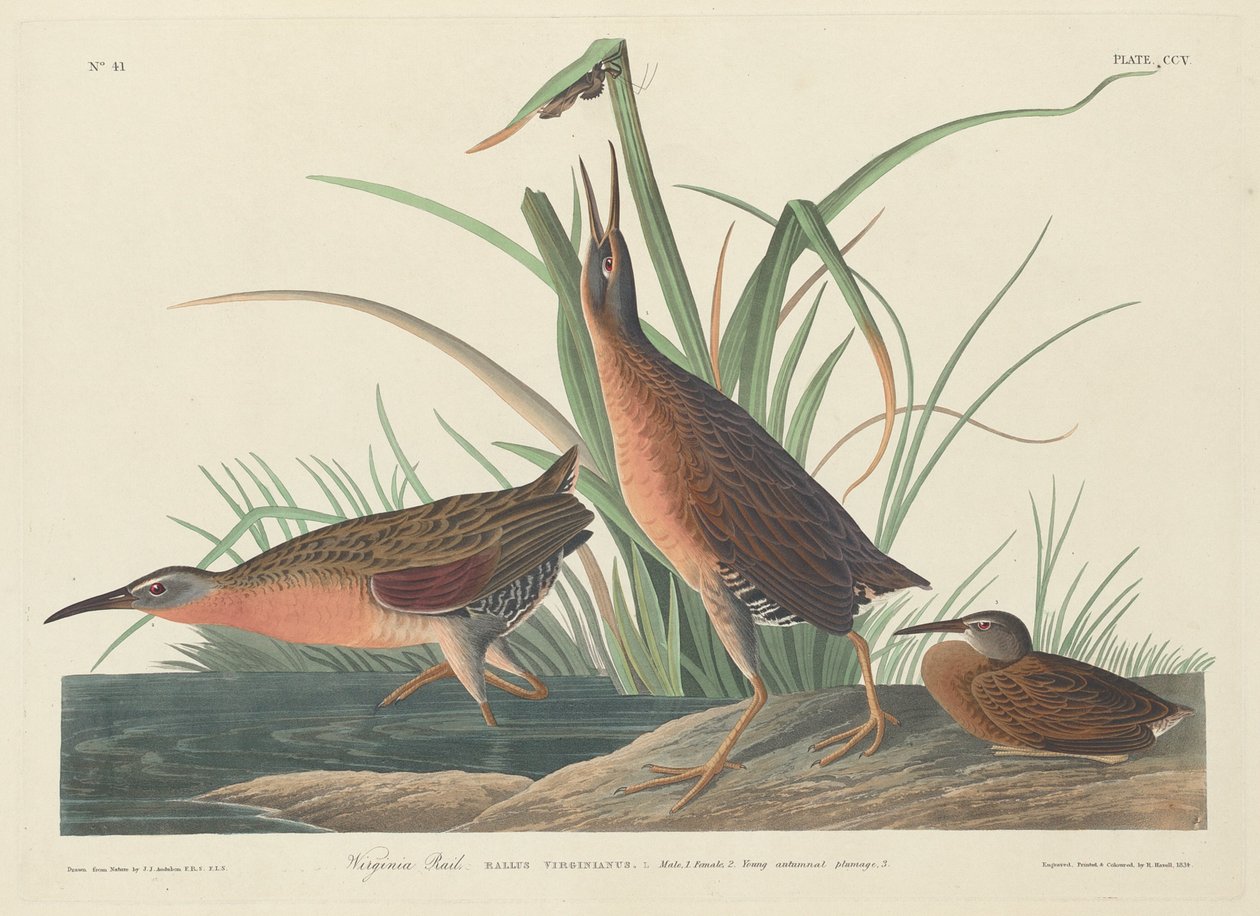 Virginia Rail, 1834. autorstwa Robert Havell