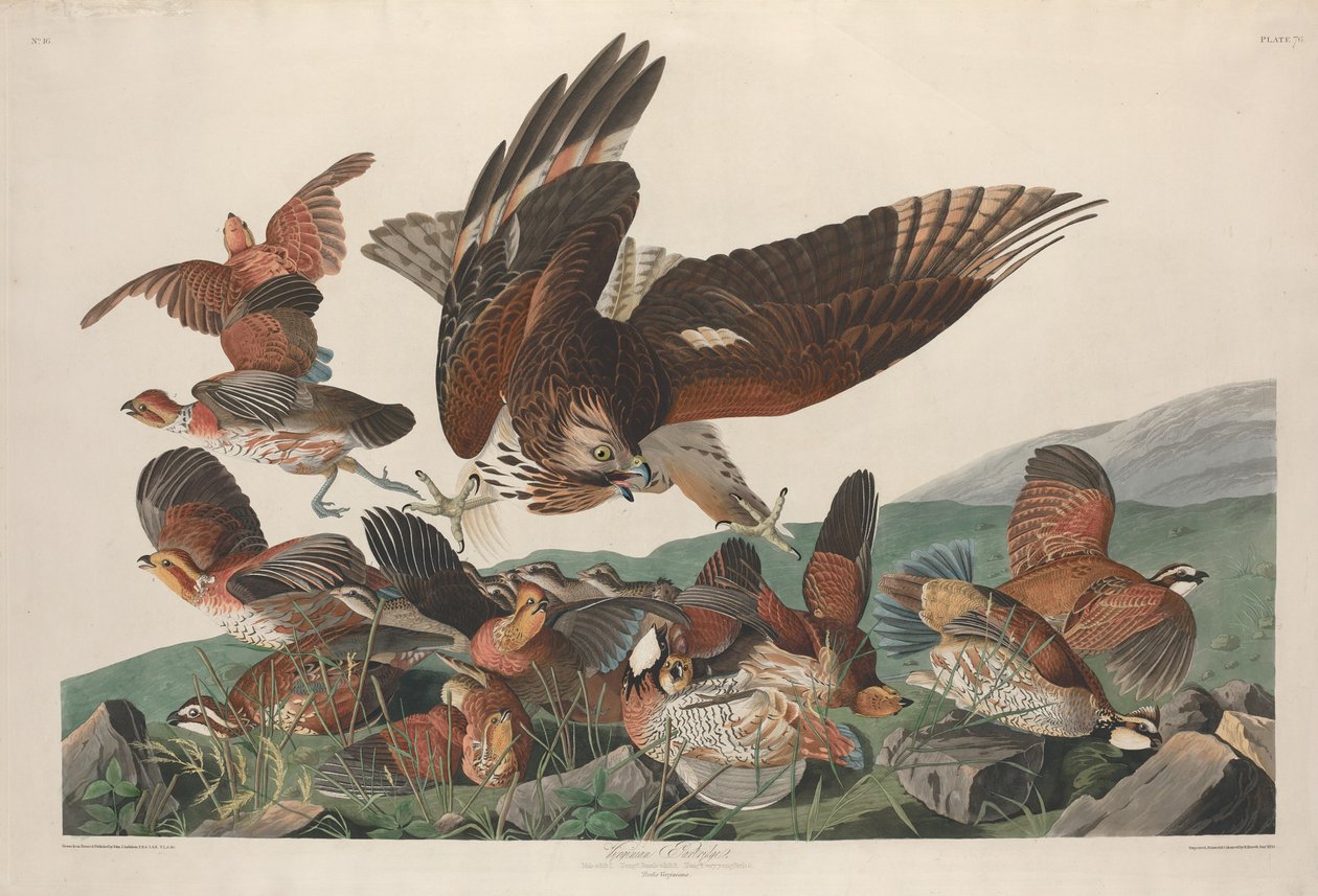 Kuropatwa wirgińska, 1830. autorstwa Robert Havell