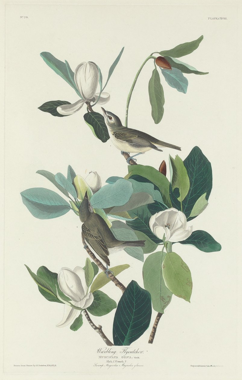 Muchołówka warbling, 1831. autorstwa Robert Havell