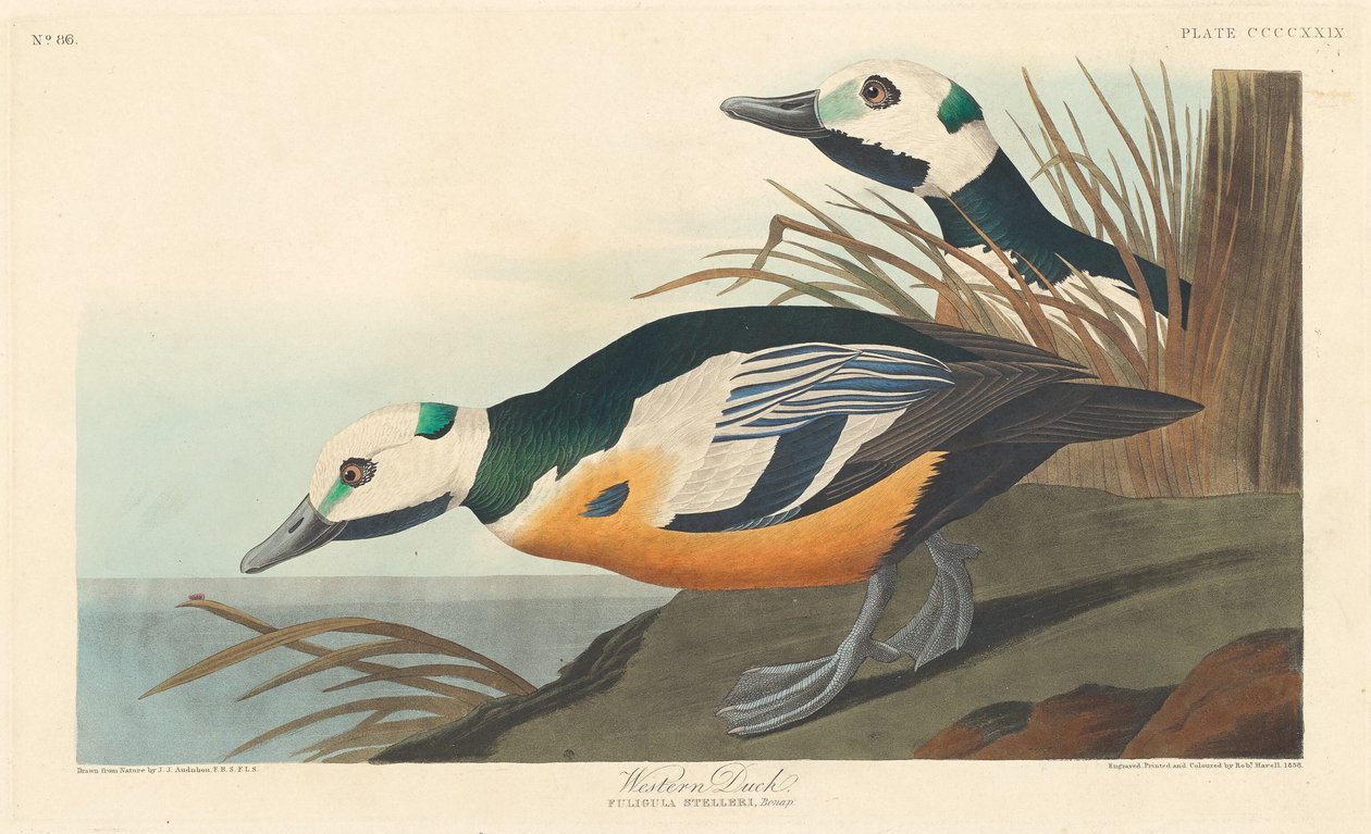 Kaczka Zachodnia, 1838. autorstwa Robert Havell