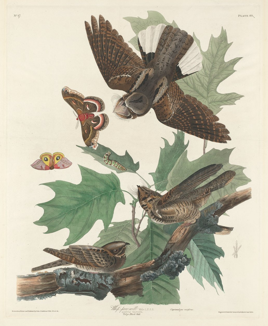 Bicz-słaba wola, 1830. autorstwa Robert Havell