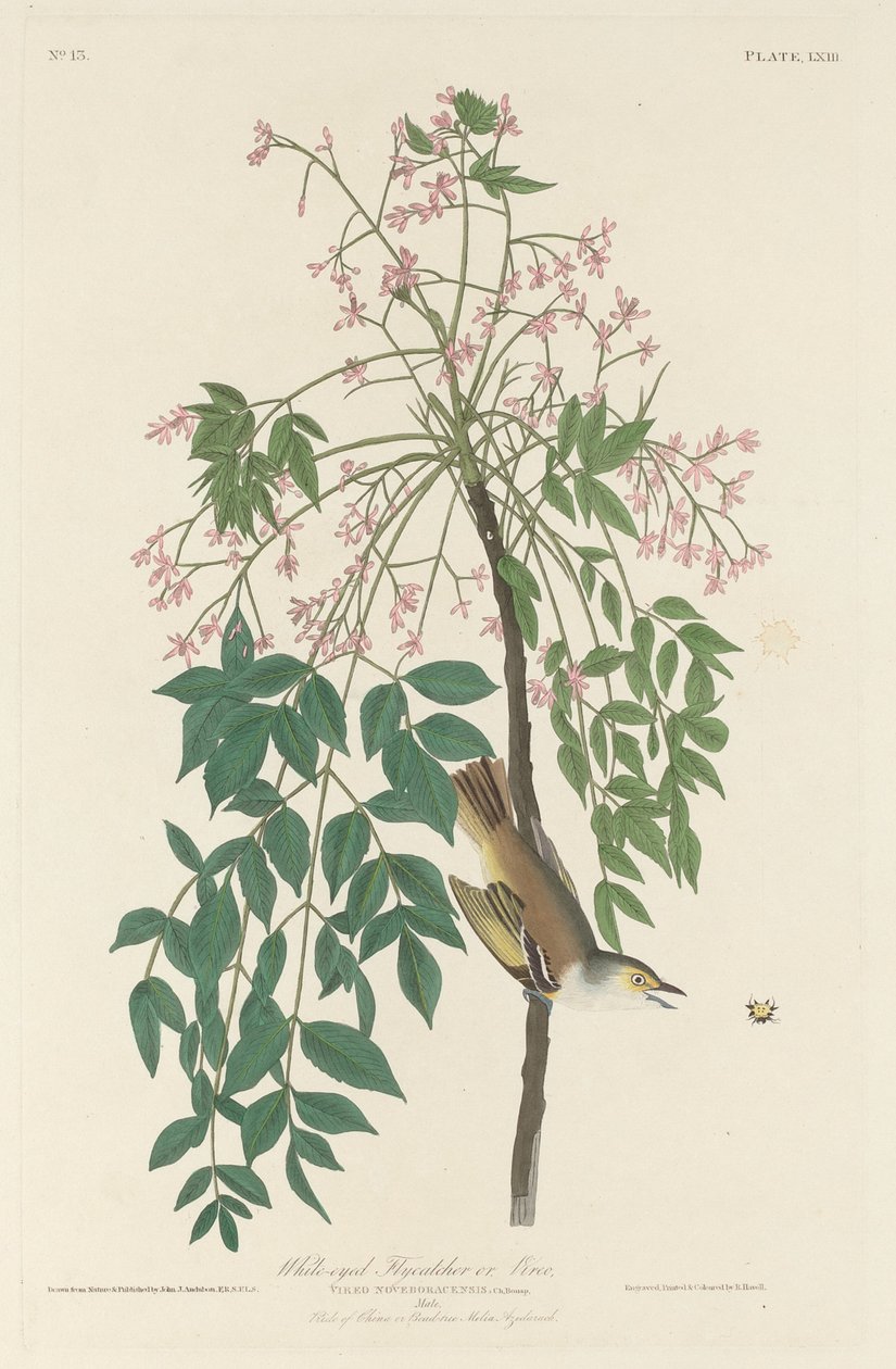 Białooki łapacz much, 1829. autorstwa Robert Havell