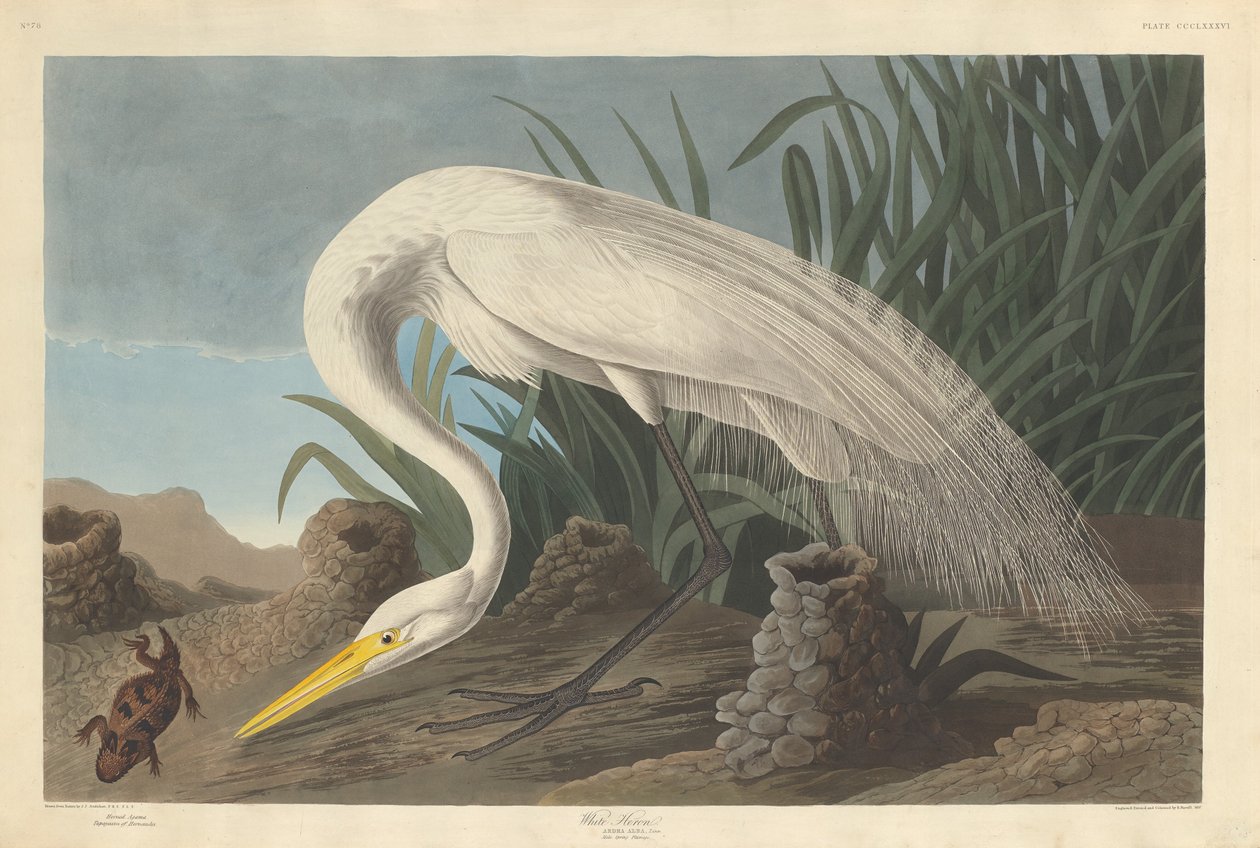 Czapla Biała, 1837. autorstwa Robert Havell