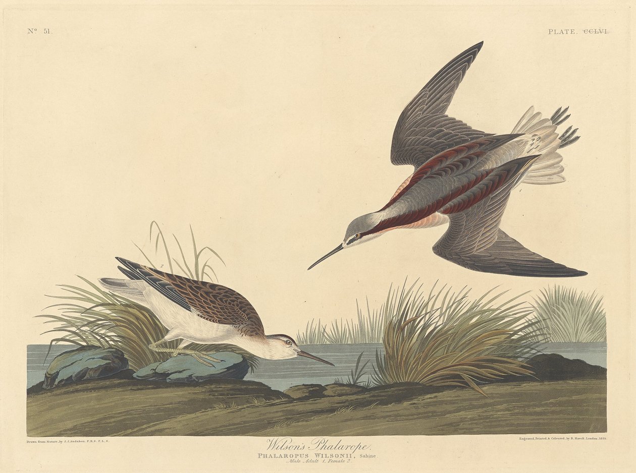 Falarope Wilsona, 1835. autorstwa Robert Havell