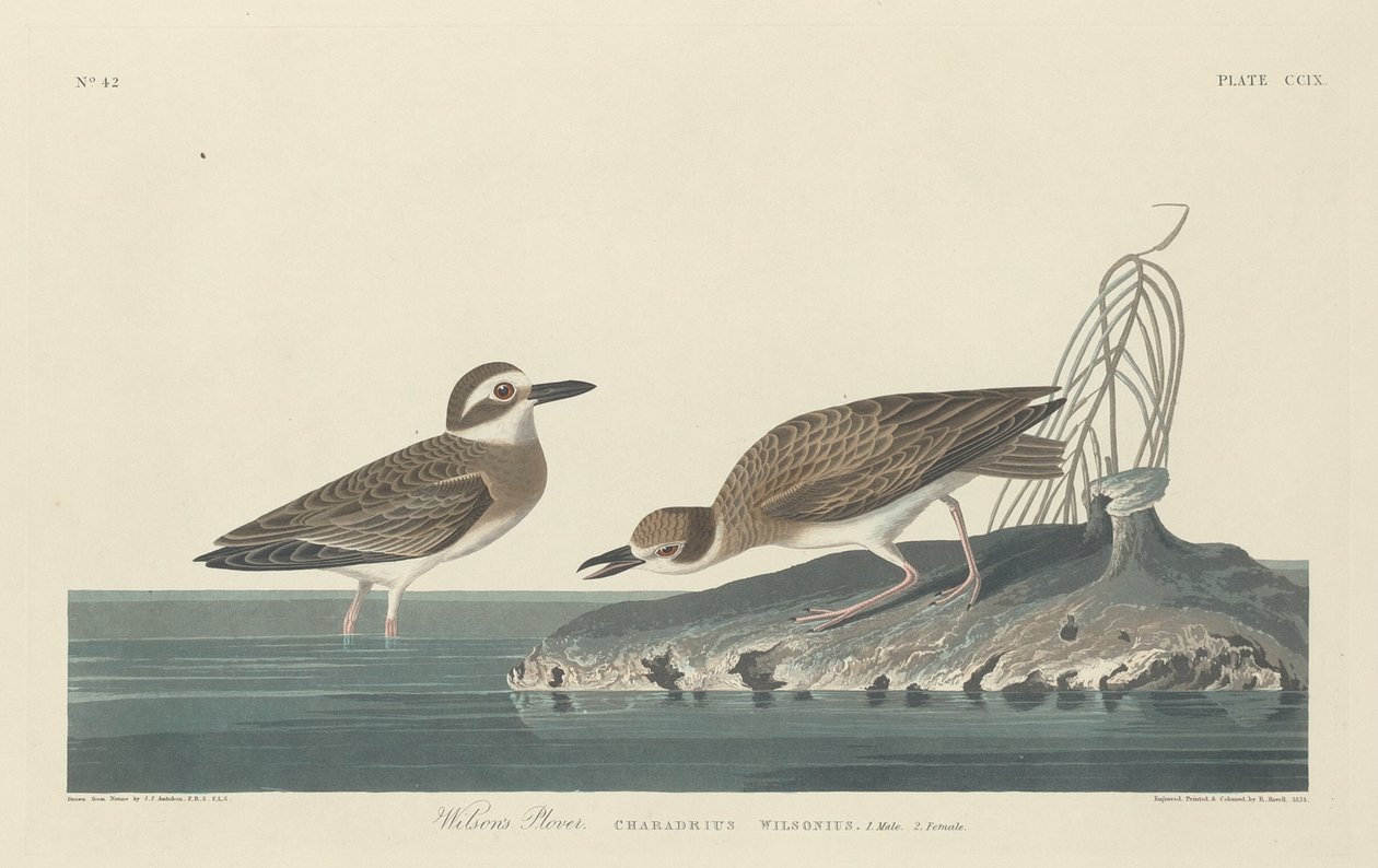 Sieweczka Wilsona, 1834. autorstwa Robert Havell