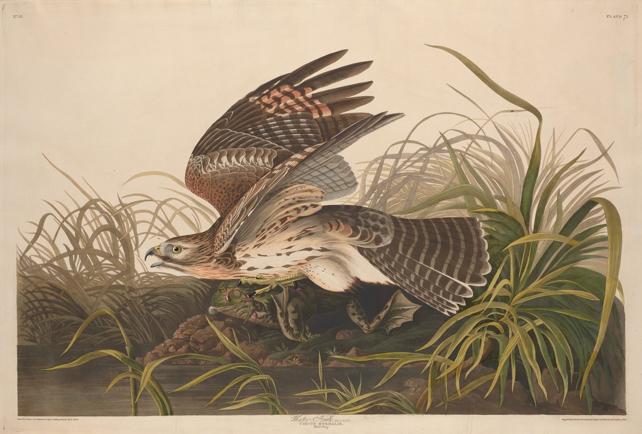 Zimowy jastrząb, 1829. autorstwa Robert Havell