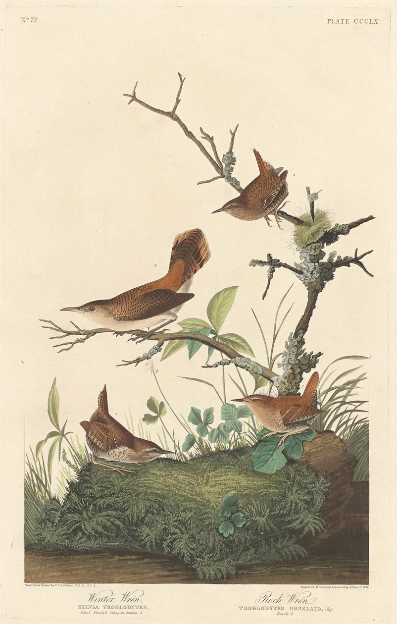 Strzyżyk zimowy i strzyżyk skalny, 1837. autorstwa Robert Havell