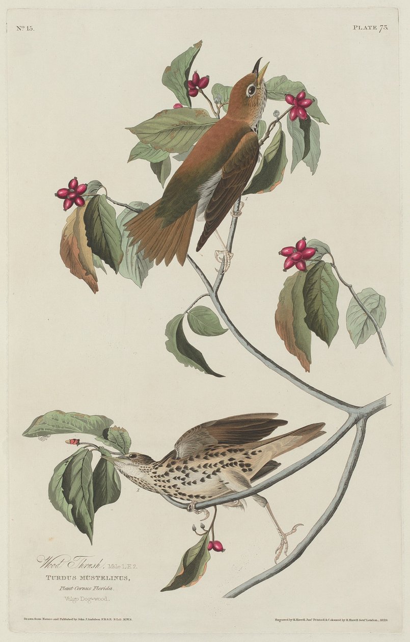 Drozd drzewny, 1829. autorstwa Robert Havell