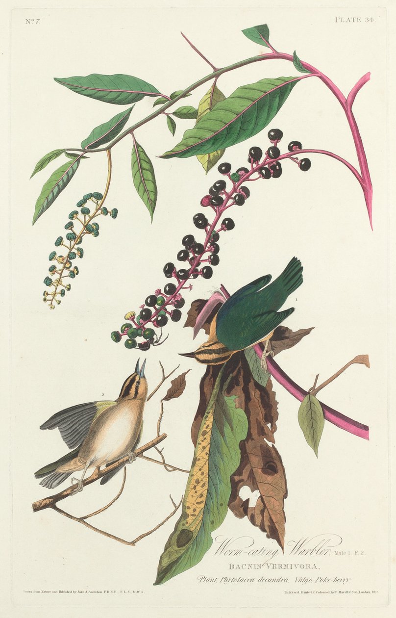 Robacza gajówka, 1828. autorstwa Robert Havell