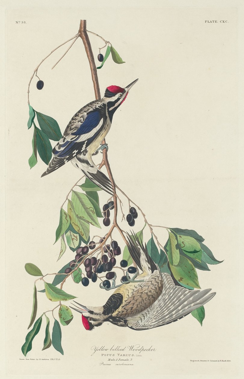 Dzięcioł żółtobrzuchy, 1834. autorstwa Robert Havell