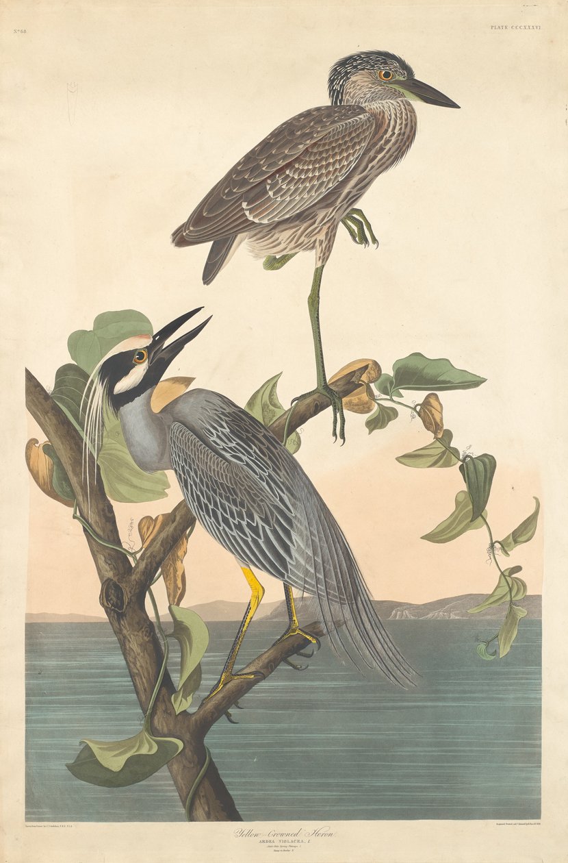 Czapla żółto-koronowana, 1836 r. autorstwa Robert Havell