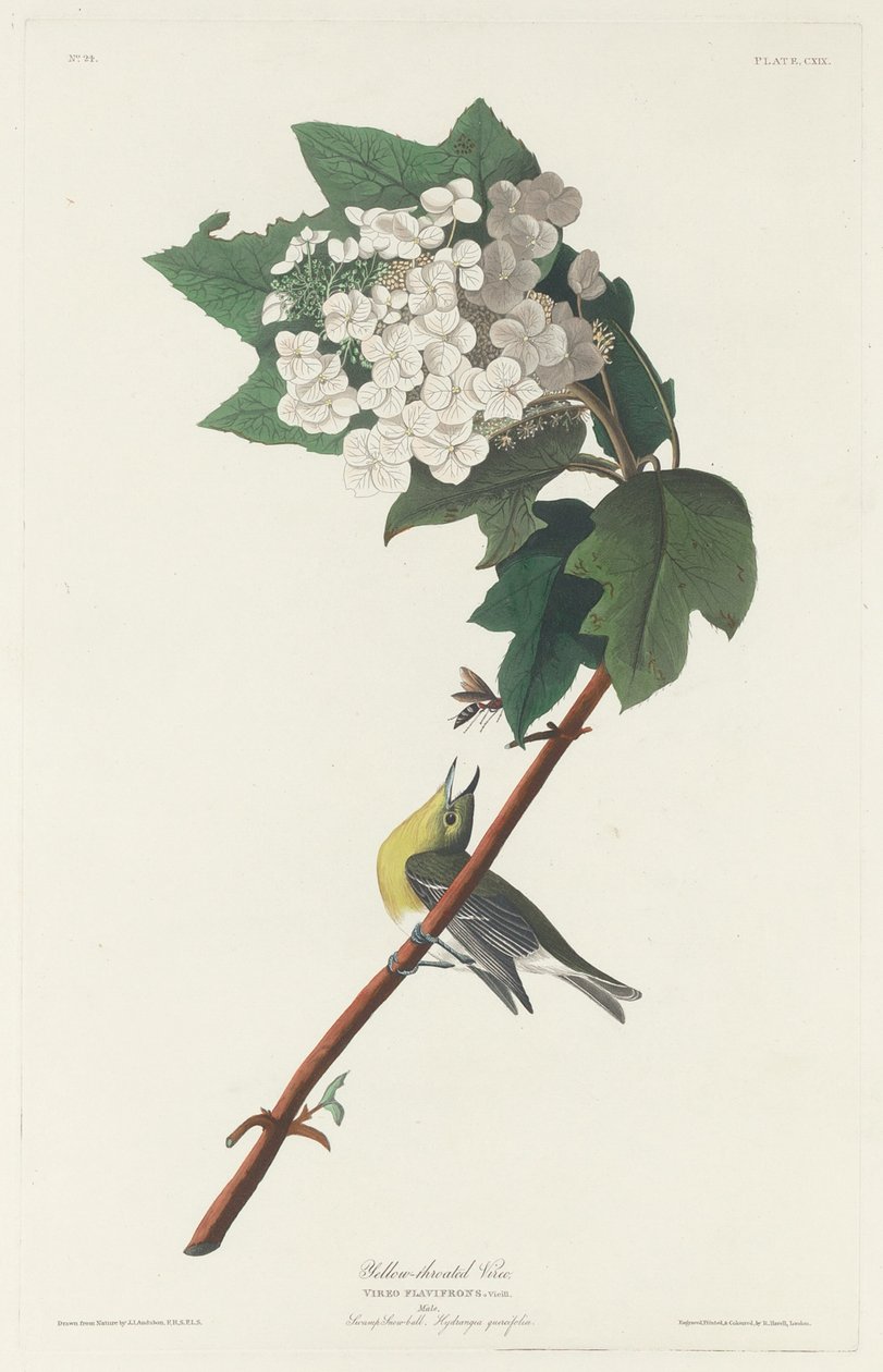 Vireo żółtogardły, 1831. autorstwa Robert Havell