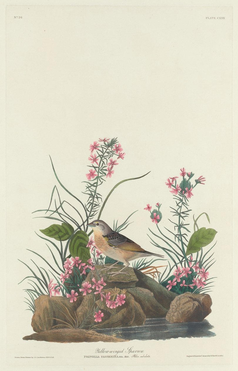 Wróbel żółtoskrzydły, 1832. autorstwa Robert Havell