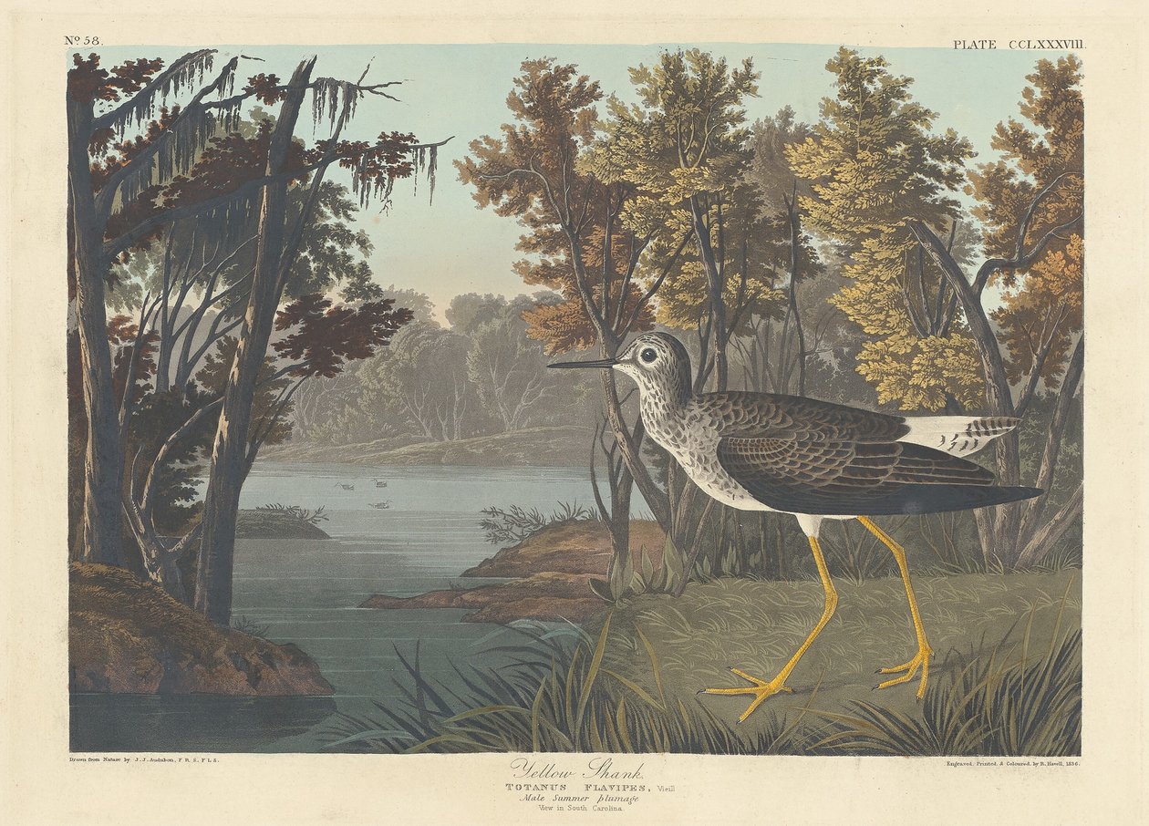Żółta cholewka, 1836. autorstwa Robert Havell