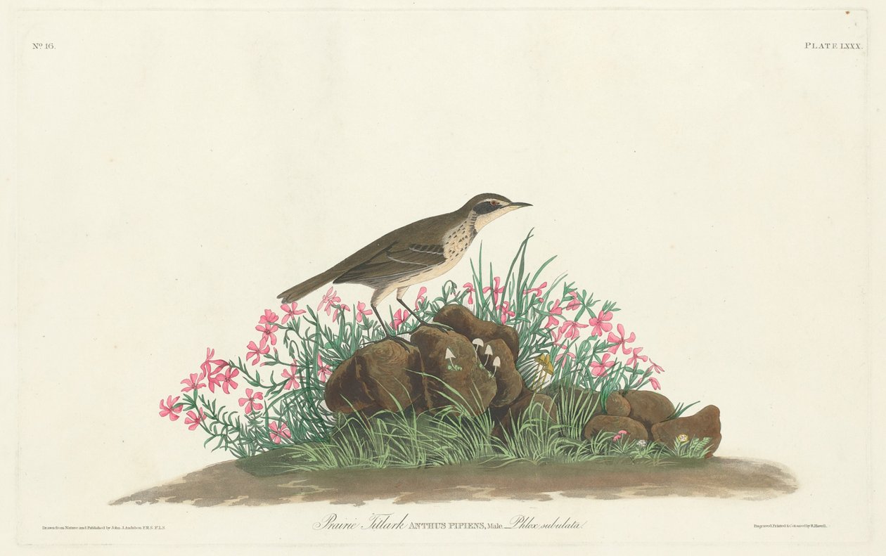 Arkusz tytułowy prerii autorstwa Robert Havell, Jr. after John James Audubon