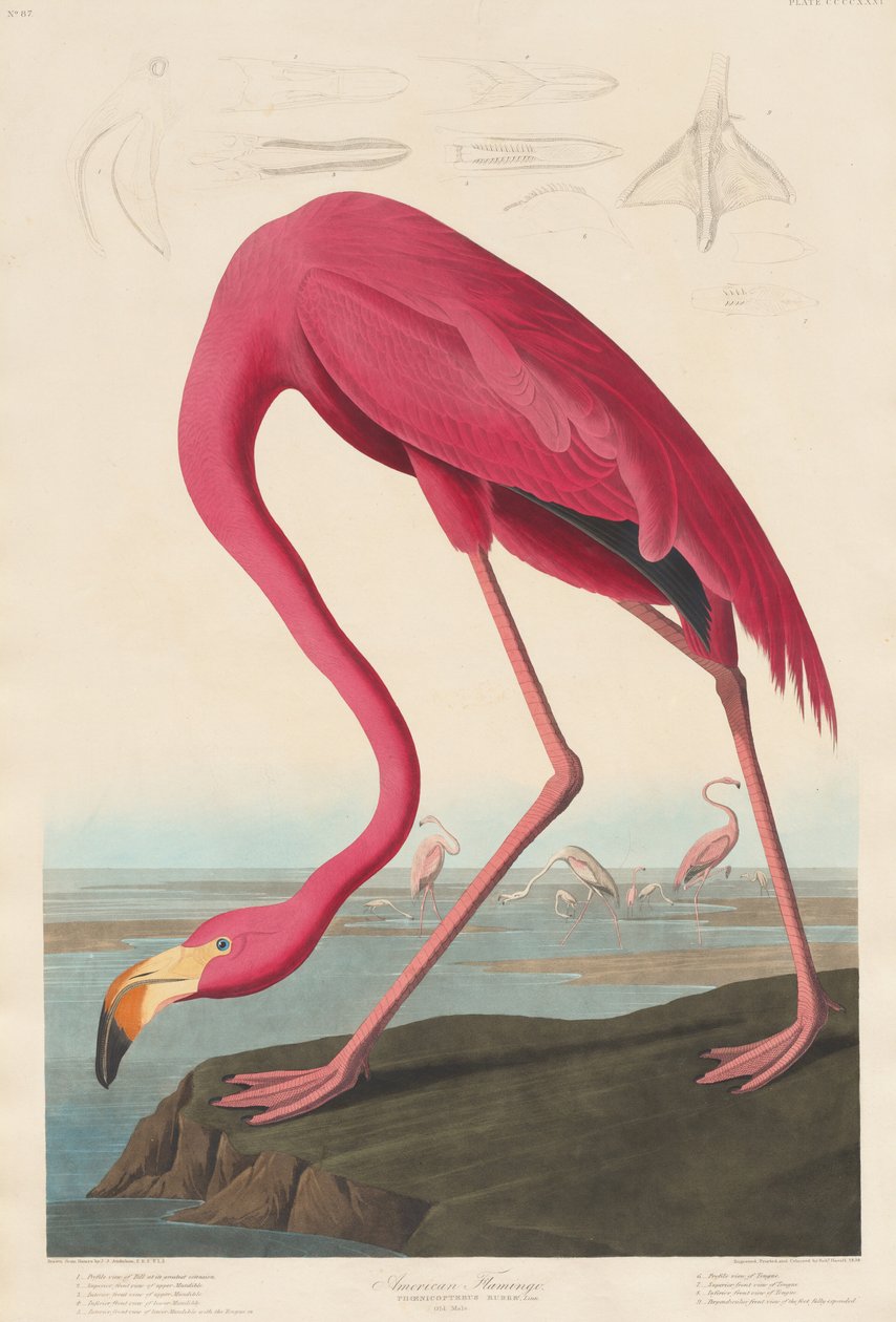 Flaming amerykański autorstwa Robert Havell after John James Audubon