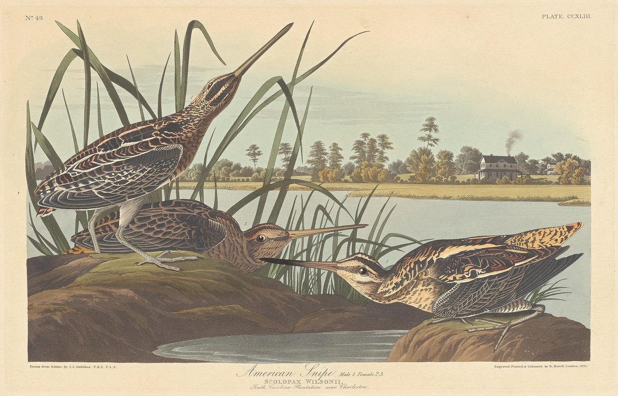 snajper amerykański autorstwa Robert Havell after John James Audubon