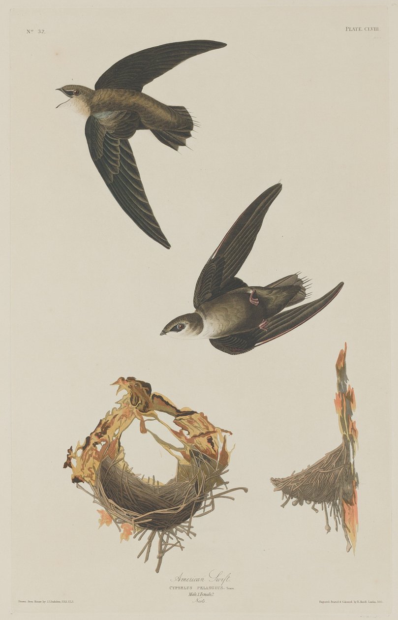 jerzyk amerykański autorstwa Robert Havell after John James Audubon