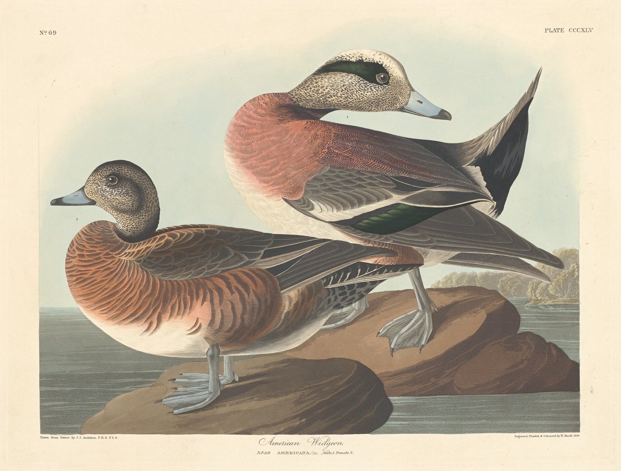 Świstak amerykański autorstwa Robert Havell after John James Audubon