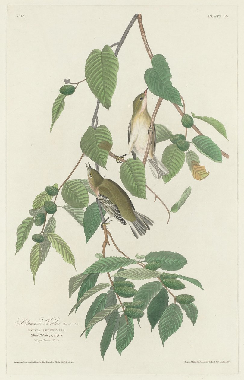 Jesienna pokrzewka autorstwa Robert Havell after John James Audubon