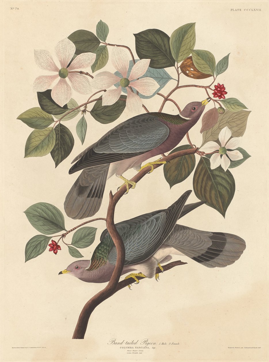 Gołąb pręgowany autorstwa Robert Havell after John James Audubon