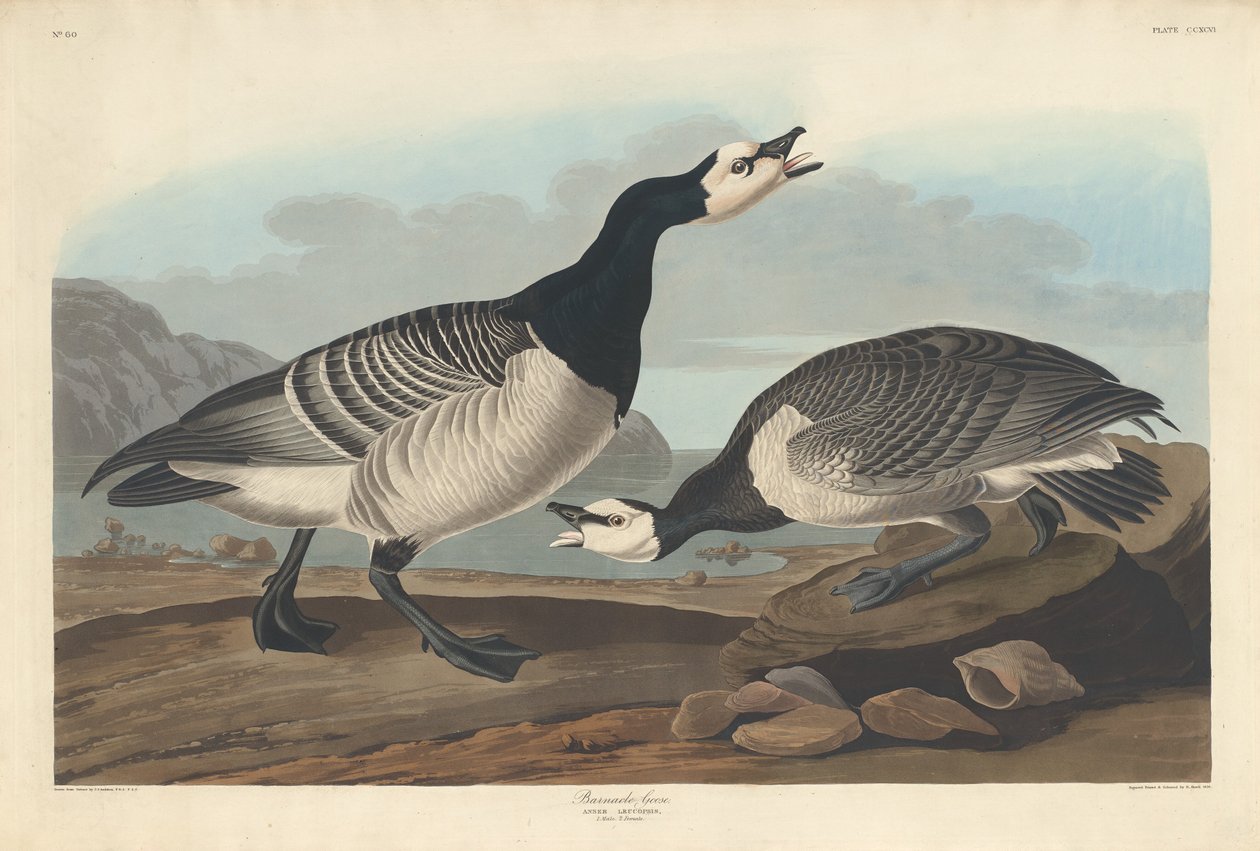Gęś bernikla autorstwa Robert Havell after John James Audubon