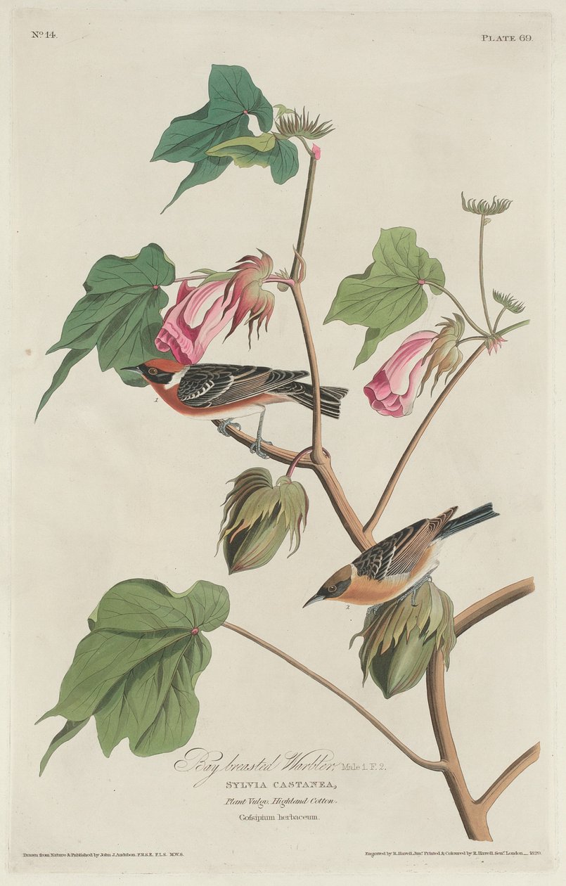 gajówka gajowata autorstwa Robert Havell after John James Audubon