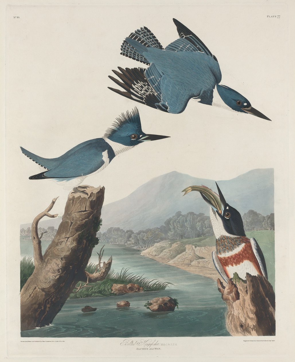 Pasiasty zimorodek autorstwa Robert Havell after John James Audubon