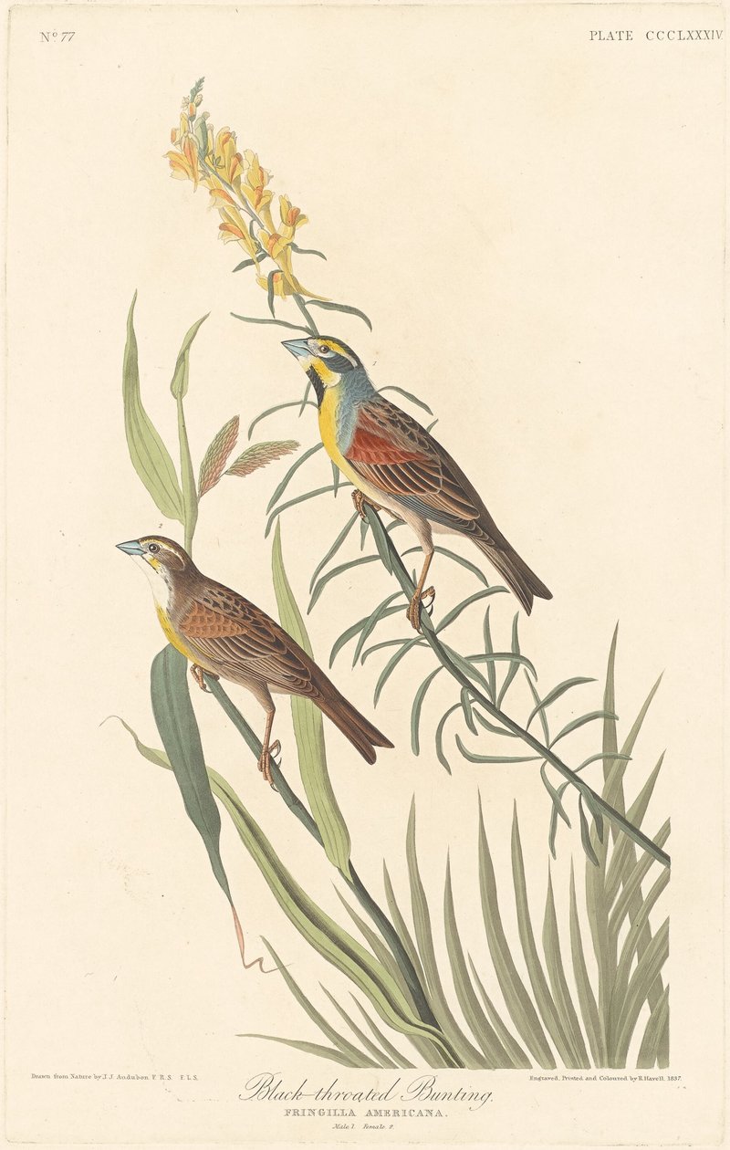 Trznadel czarnogardły autorstwa Robert Havell after John James Audubon