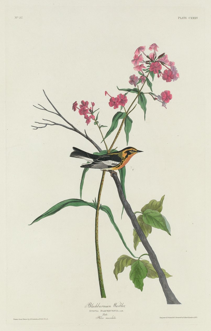 Pokrzewka czarnoburna autorstwa Robert Havell after John James Audubon