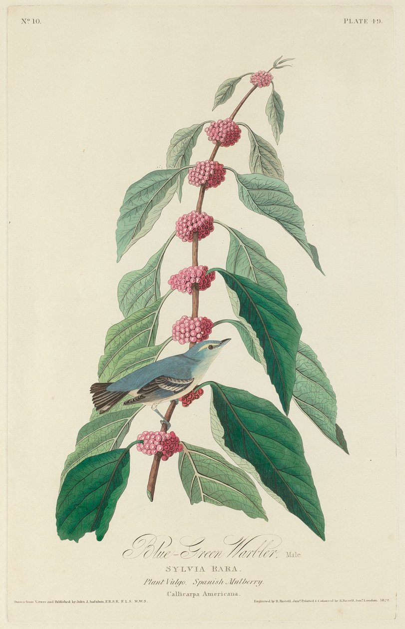 Niebiesko-zielona gajówka autorstwa Robert Havell after John James Audubon