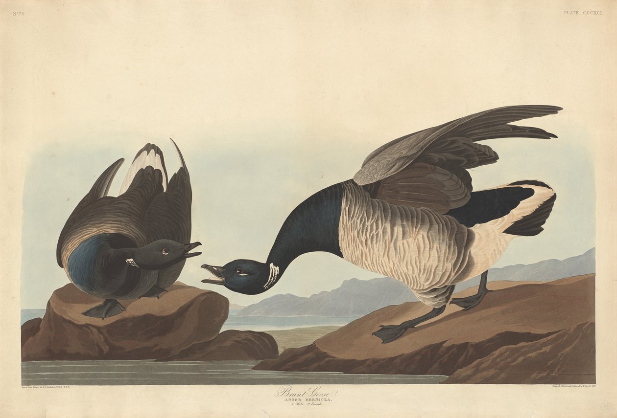 Gęś Brant autorstwa Robert Havell after John James Audubon