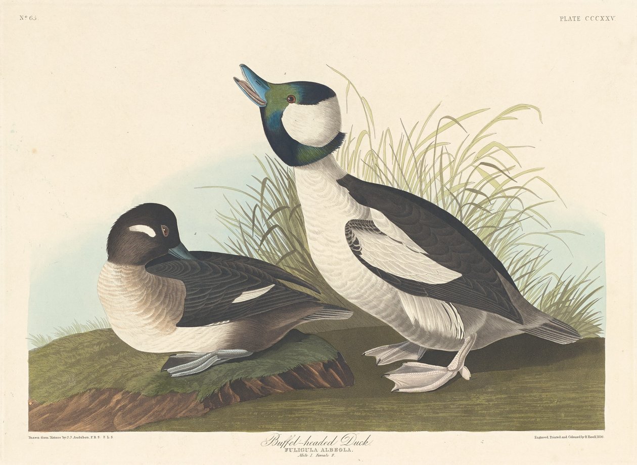 Kaczka Buffelhead autorstwa Robert Havell after John James Audubon