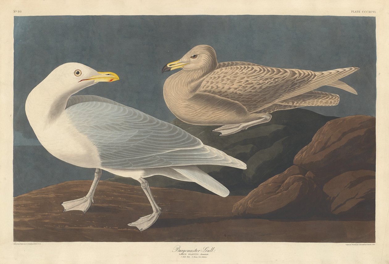 Burmistrz Gull autorstwa Robert Havell after John James Audubon