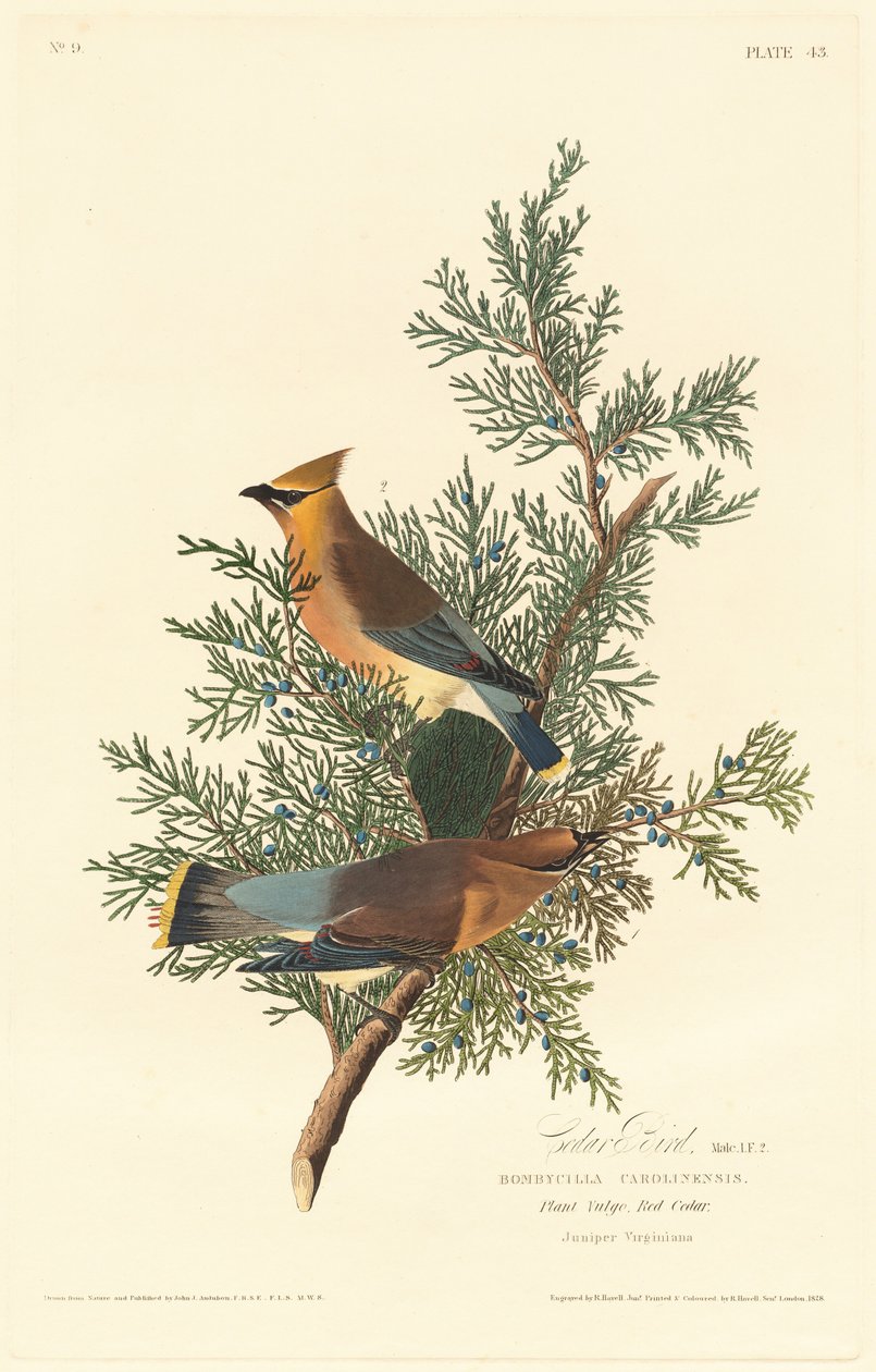 Ptak cedrowy autorstwa Robert Havell after John James Audubon