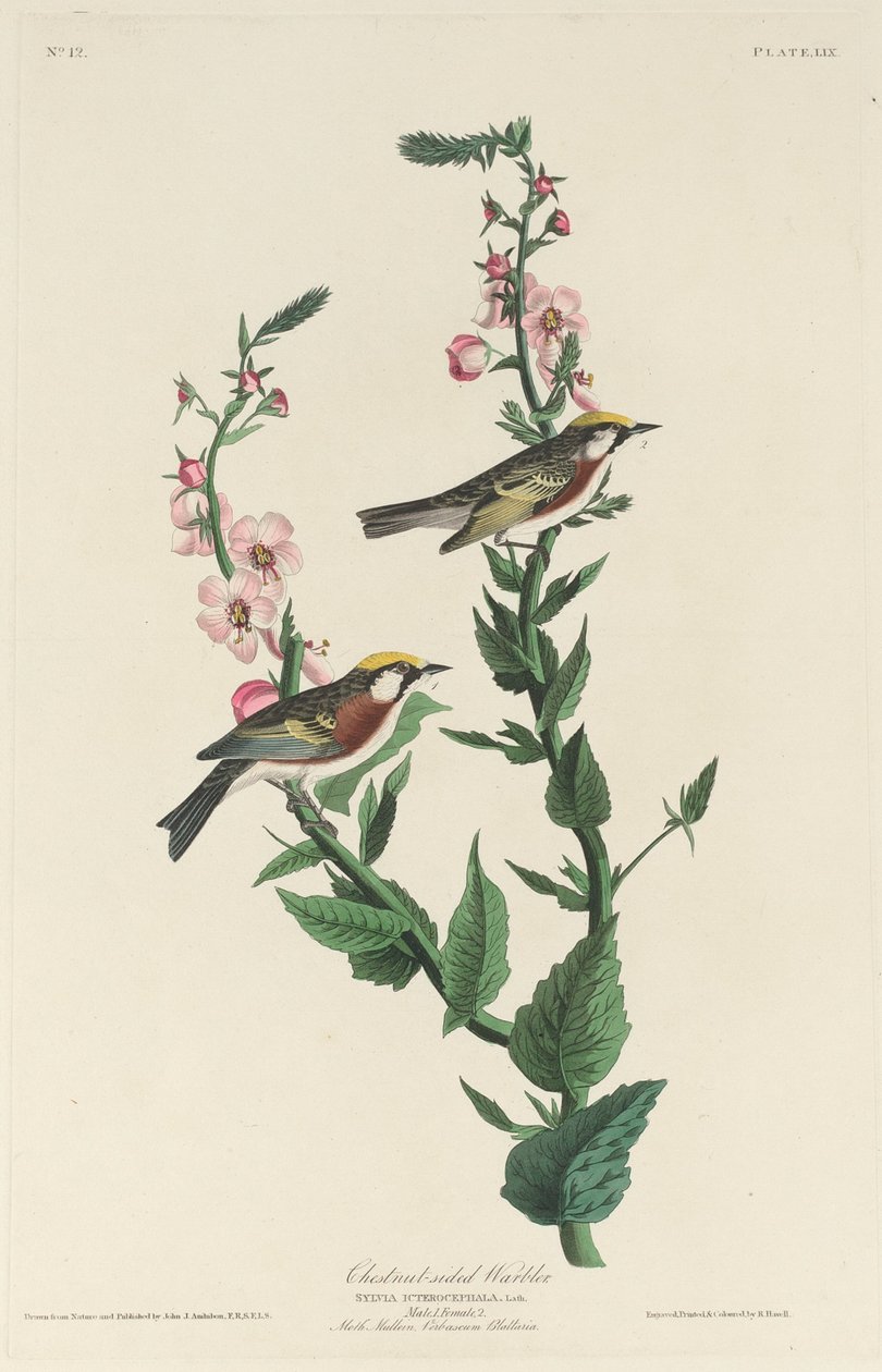 Lasówka kasztanowata autorstwa Robert Havell after John James Audubon