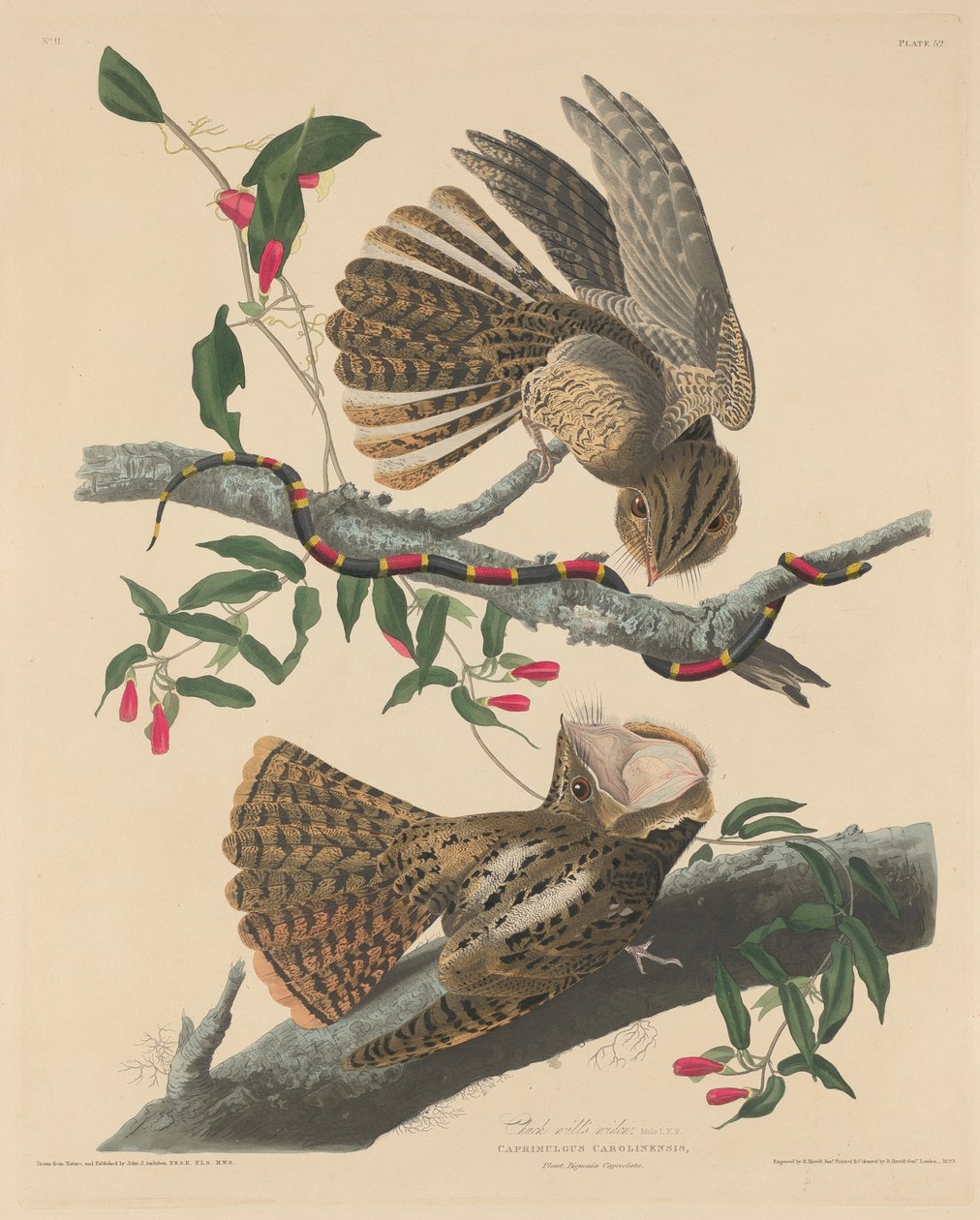 Wdowa Chucka Willa autorstwa Robert Havell after John James Audubon