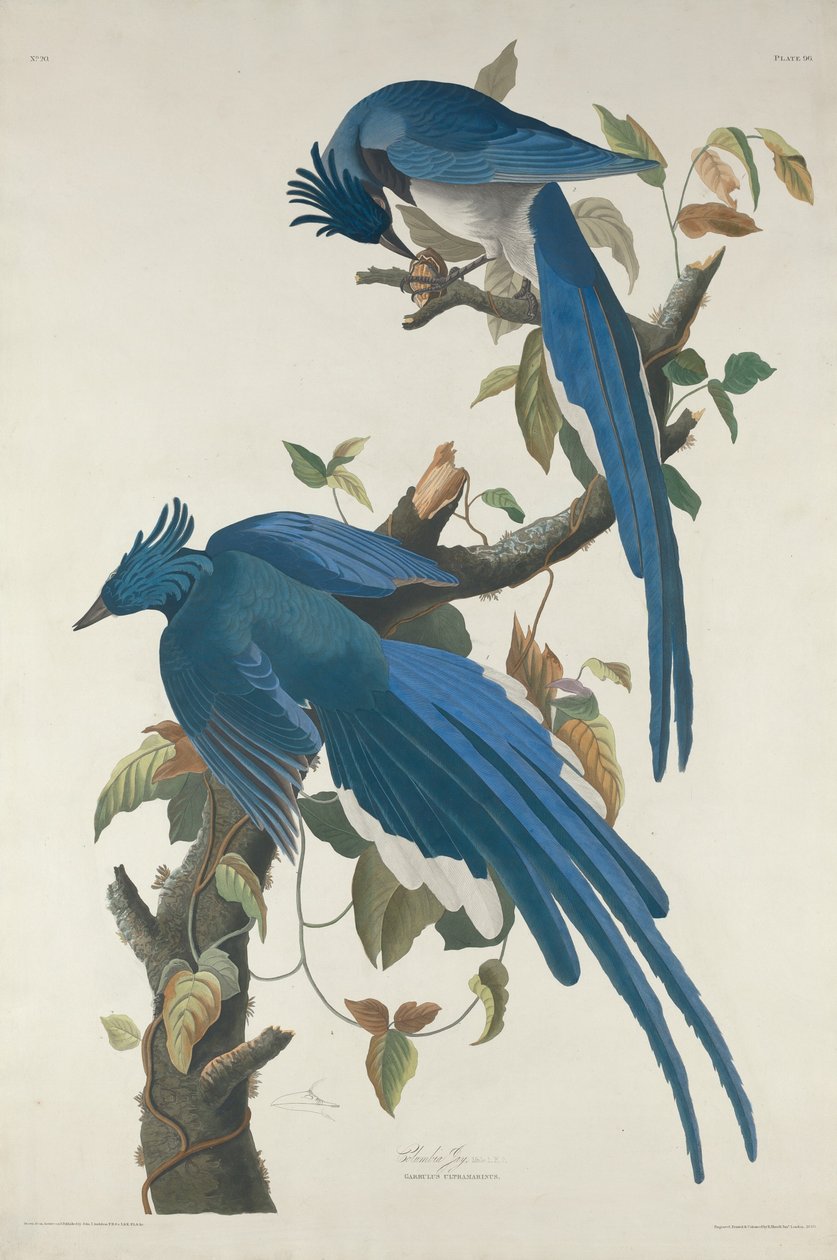 Kolumbia Jay autorstwa Robert Havell after John James Audubon
