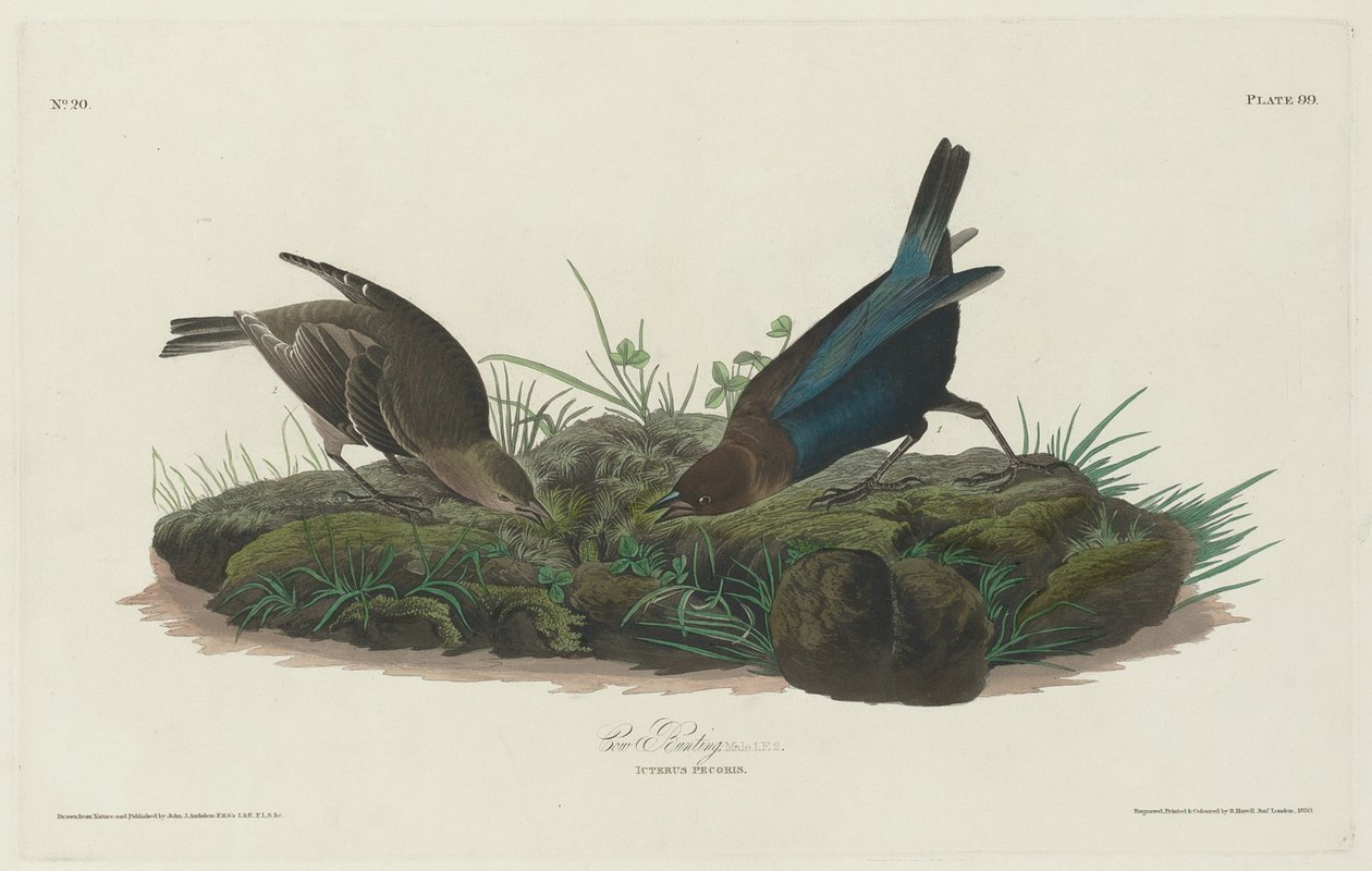 Trznadel krowy autorstwa Robert Havell after John James Audubon
