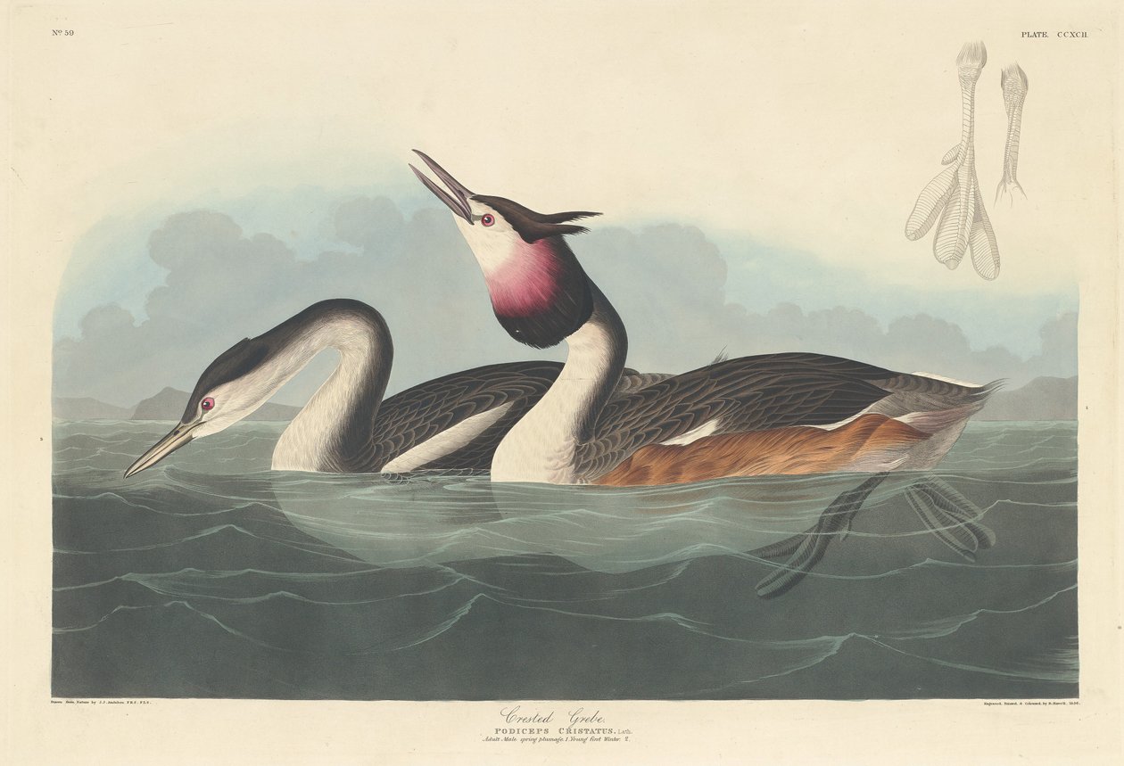 Perkoz czubaty autorstwa Robert Havell after John James Audubon